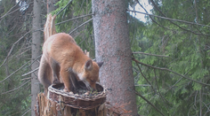 Volajú ju hrdzavá vegetariánka. V Tatrách vyjedá to, čo prichystali pre vtáky a veveričky