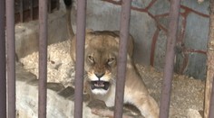 Žena chcela pomôcť levici v zoo. Zviera možno preto utratia