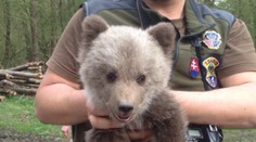 Záchrana, ktorá dvíha tlak. Medvedie mláďa sa skotúľalo na cestu, vodička ho naložila do auta