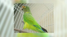 Papagáj pomohol vyriešiť vraždu svojej majiteľky