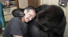 Nádherné video! Ako sa Robin Williams spriatelil s múdrou gorilou Koko