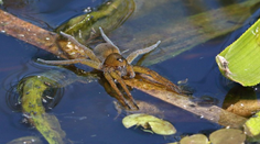 V Európe sa šíri obrí druh pavúka. Je veľký ako ľudská dlaň