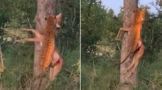 VIDEO: Neuveriteľný výkon leoparda: S korisťou v ústach ukázal ohromnú silu