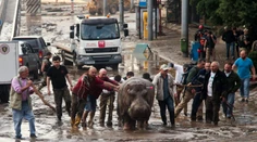 Všetky nezvestné levy a tigre zo zoo v Tbilisi našli uhynuté