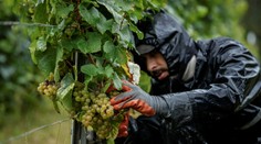 Zber hrozna prebieha už vo veľkom. Strapce vešajú na povalu ako bielizeň