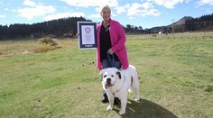 Fenka Mochi má najdlhší jazyk na svete. Vyplazila ho do kamery