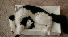 Na britskom ministerstve zahraničia šéfuje táto mačka