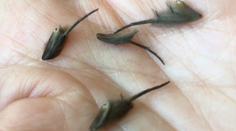 Muž objavil v kuchyni záhadné stvorenia, odborníci sa nevedia zhodnúť, o čo presne ide