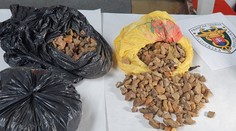 Vzácny úlovok colníkov: Slovensko je bohatšie o osem kilogramov jantáru