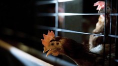 V Indii prepukla vtáčia chrípka, likvidujú desiatky tisíc kusov hydiny