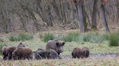 Od hraníc so Slovenskom až po Poľsko sa na Morave začne hromadný odstrel diviakov