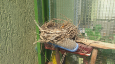 Na balkóne majú nečakaných nájomníkov. Udomácnili sa na zmetákoch