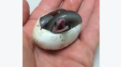 Pozoruhodné video: Takto vyzerá prvý nádych hada