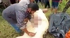 VIDEO: Z krokodíla vyrezali nehybné telo chlapca. Predátor ho celého prehltol