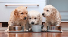 Pri kŕmení psíka nezabúdajte na základné pravidlo. Týka sa celého dňa