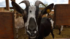 Na Farme nezažiarili len farmári: Toto sú tiež televízne hviezdy!