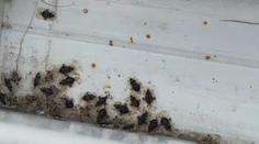 Sú ich plné balkóny. Košičanov trápi neviditeľný škodca, zvláštny druh bzdochy