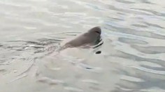 VIDEO: Pri obľúbenej pláži na juhu Španielska sa objavil osemmetrový žralok