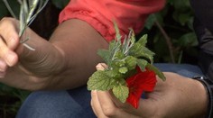 Bylinky silu nestratili. Pozrite si domáce recepty na nádchu, horúčku či chrípku