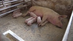 Slovenská bravčovina vraj patrí k tým najzdravším