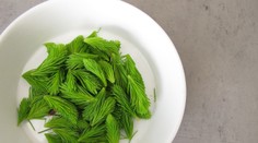 Jedlý orgován či smrekové výhonky ako príloha: Odborník vysvetľuje, ktoré divoké rastliny môžeme jesť