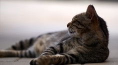 Briti na začiatku pandémie zvažovali utratenie všetkých mačiek. Dôvod je prostý