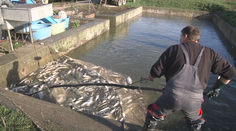 Štedrá večera môže skončiť aj bez kapra. Rýb bude na Vianoce menej a budú aj drahšie