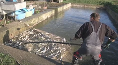 Štedrá večera môže skončiť aj bez kapra. Rýb bude na Vianoce menej a budú aj drahšie