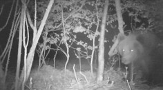 V lese pri Piešťanoch sa pohybuje medveď. Iba pár metrov od domov