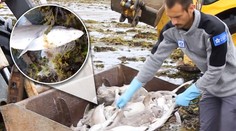 Na bretónsku pláž more vyplavilo stovky mŕtvych žralokov. Za všetko môže jeden rybár