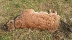 Vo Svidníku niekto zabil teľa zavreté v ohrade. Zviera malo úplne rozstrieľanú lebku