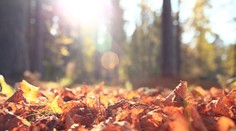 Príjemná zmena počasia. Blíži sa ďalšia vlna babieho leta