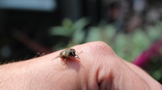 Nevyspytateľná hrozba sa môže týkať aj vás: Alergia na bodnutie hmyzom vie vzniknúť kedykoľvek