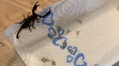 Žena si po dovolenke z Chorvátska priniesla nečakaný suvenír. V kufri našla rodinku škorpiónov
