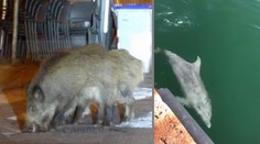 V Taliansku počas karantény ožíva príroda. K brehom sa vrátili delfíny, do miest diviaky