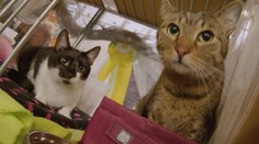 V Žiline sa stretli najkrajšie mačky strednej Európy. O titul zabojujú aj exempláre, ktoré inde neuvidíte