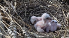 Záchrana na poslednú chvíľu: Ohrozený vtáčí druh takmer pokosil kombajn