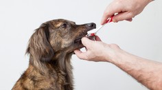 Umývate zuby vášmu miláčikovi? Mali by ste to robiť každý deň