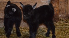 Novoročná explózia mláďat. V košickej ZOO majú obrovský dôvod na radosť