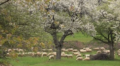 Miesto, ktoré sa na jar stáva najromantickejším na Slovensku
