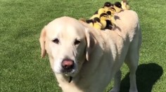 To je ale rozkošná rodinka: Labrador si adoptoval deväť malých kačiek