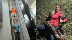 VIDEO: Na Floride chytili rekordne dlhého pytóna barmského. Lovec hadov ukázal zábery z odchytu
