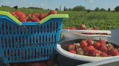 Začala sa sezóna samozberu jahôd. Zisťovali sme, ako sa medziročne zmenili ceny