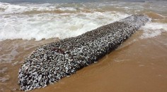 More vyplavilo zvláštnu kreatúru. Ľudia nechápali, čo to je