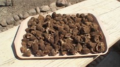 Hubárska sezóna sa na Slovensku začala