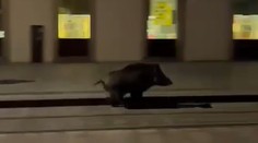 Bratislavčania v centre mesta neverili vlastným očiam. Namiesto eletričky bežal po trati vyplašený diviak