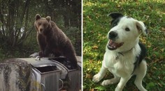 Zbraň nevídaného kalibru. Tento psík má zastaviť odvážne medvede v Tatrách