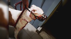 Mladý muž podrezal svojho psa. Hovorí, že ho napadol