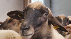 Takmer sme ostali bez ovčieho mlieka. Pre veľké sucho hrozilo, že ovce odstavia od dojenia