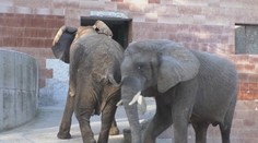 Maja a Gula dostanú po 35 rokoch novú strechu nad hlavou